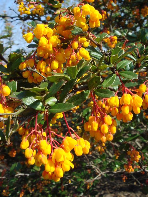 Berberis darwinii fleur